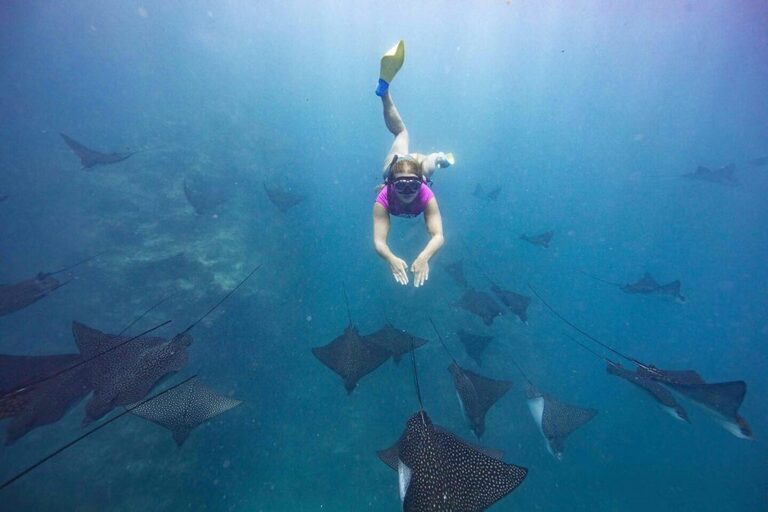 Swimming with Eagle rays cook islands