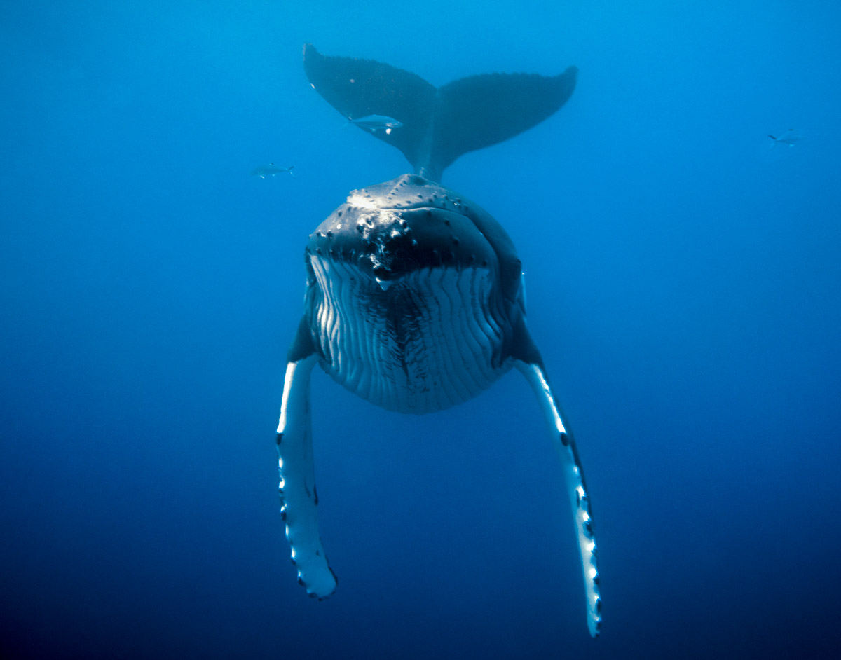 Humpback whales cook islands