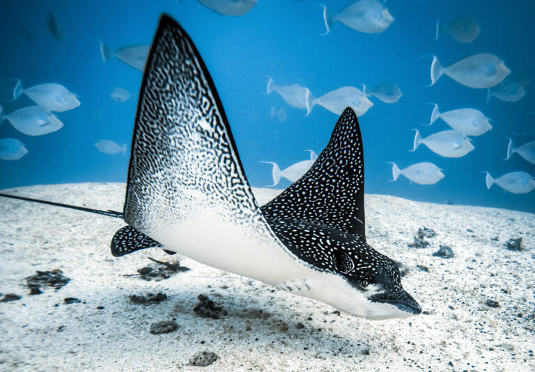 Swimming with Eagle rays Cook islands