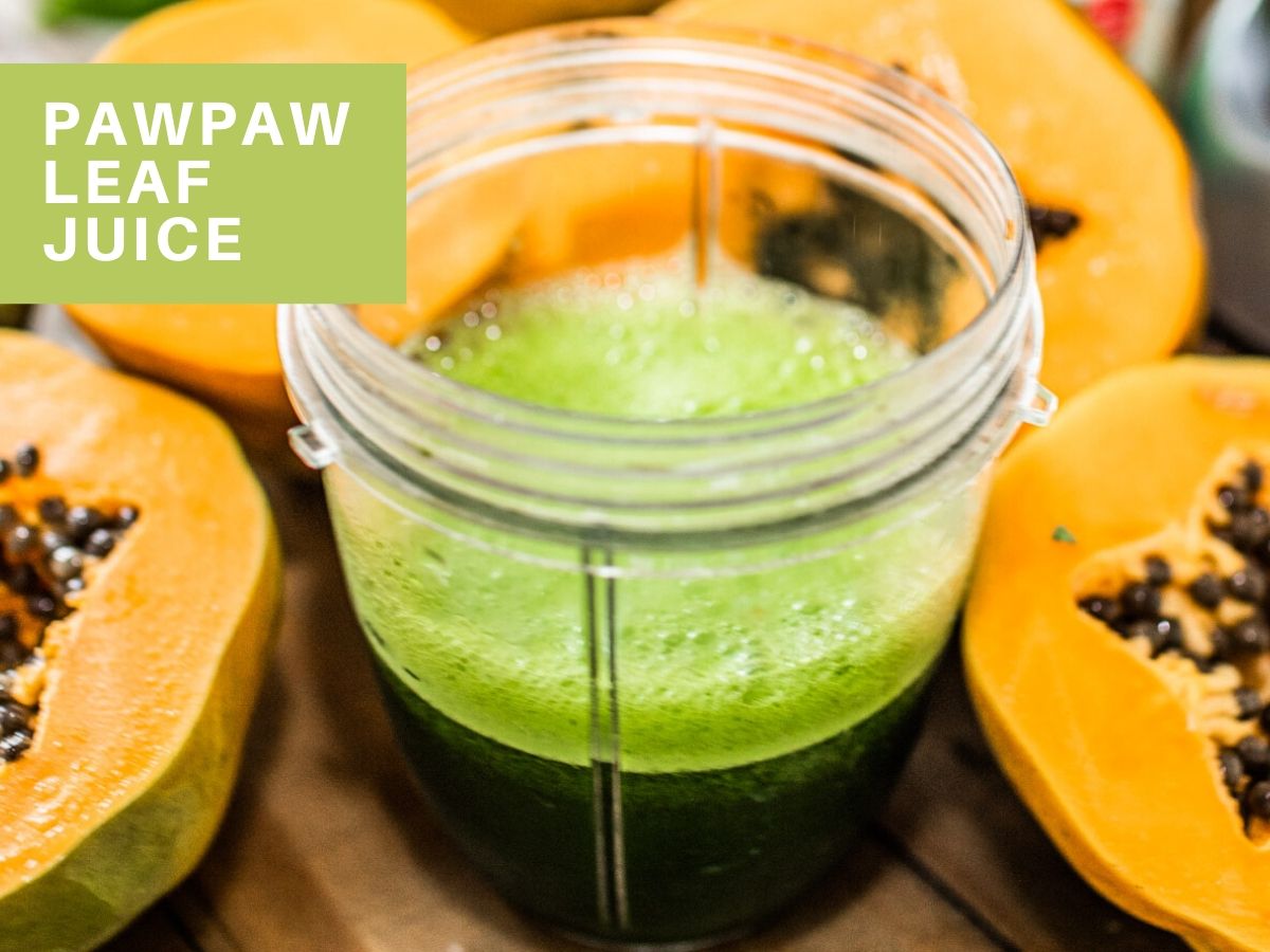 How to make Pawpaw Leaf Juice - 2 simple steps 