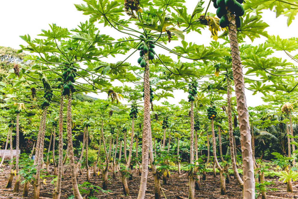 How to make Pawpaw Leaf Juice 2 simple steps