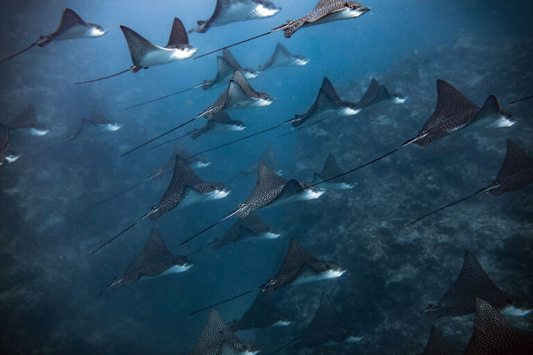 Fever of Eagle rays - School of Eagle rays Cook islands